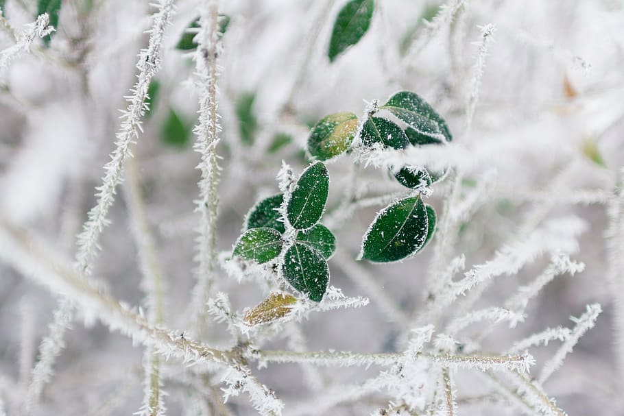 選択的, フォーカス, 葉, 覆われた, 雪, 緑, 植物, 雪片, 写真, 木