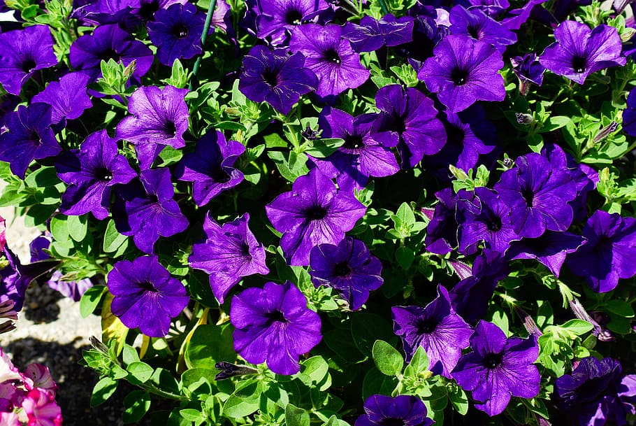 petunia, flowers, violet, flower, plant, flowering plant, growth, purple, beauty in nature, freshness