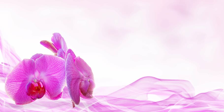 紫色の蘭の花束, ウェルネス, 美容, 花, デコ, 植物, マッサージ, 蘭, 地図, はがき