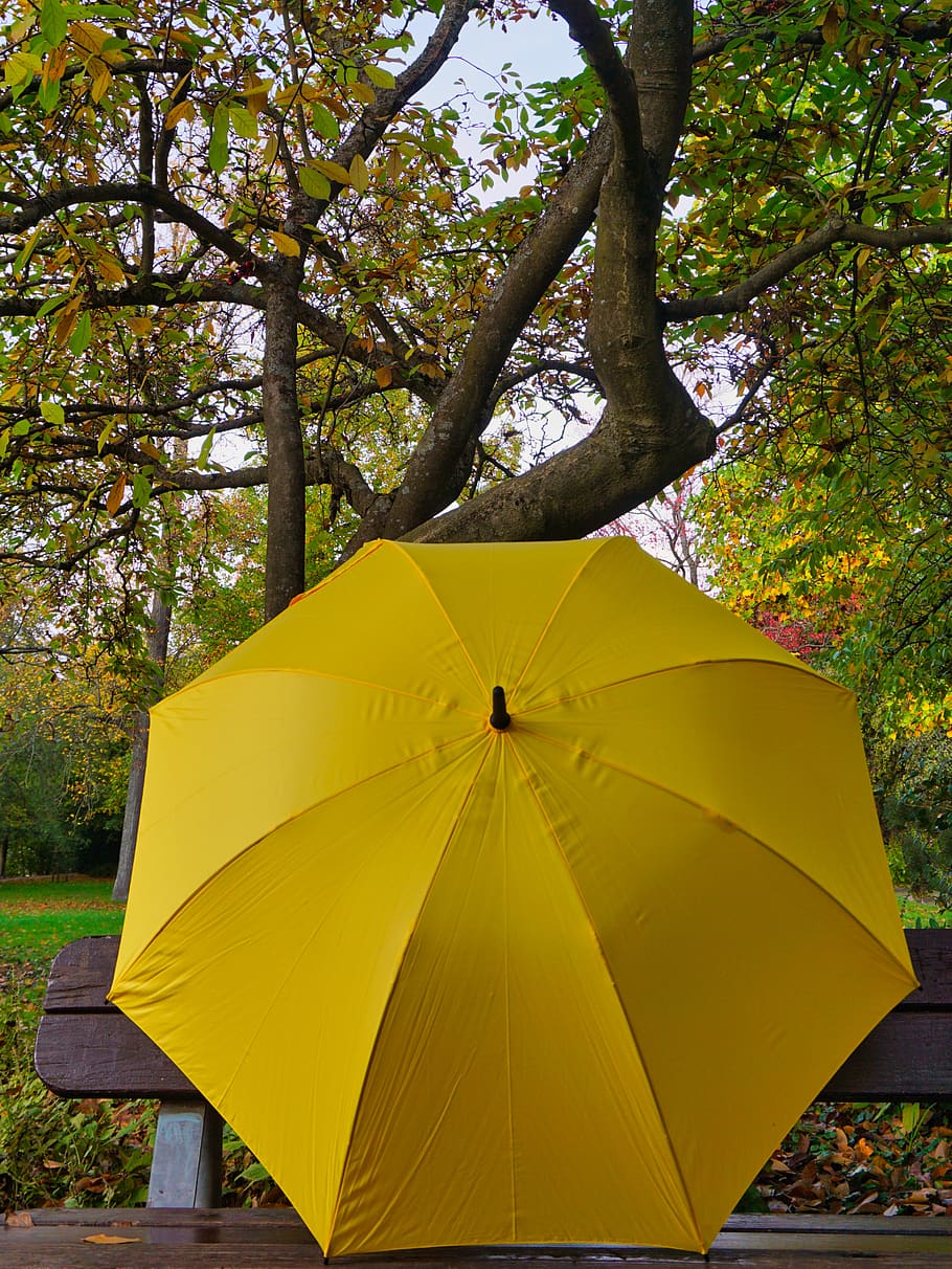 screen, umbrella, yellow, autumn, colorful, tree, park, protection, rain, color