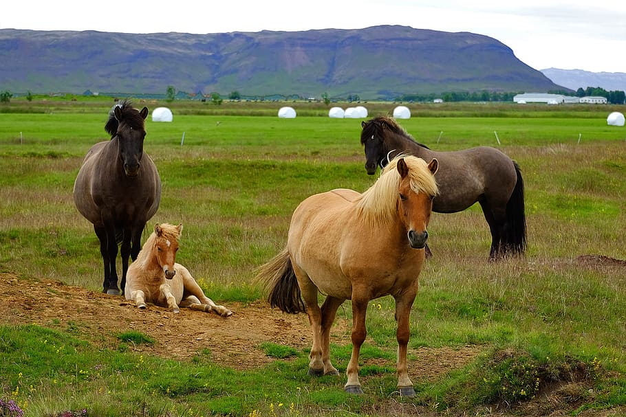 Iceland, Pony, Horse, Animal, iceland pony, icelanders, iceland horse, foal, mare, flock