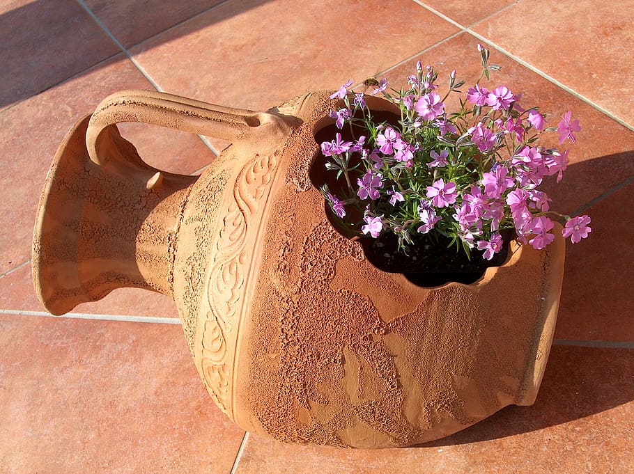 purple, petaled flowers, brown, clay pot, summer, plant, pink, nature, summer flower, flower