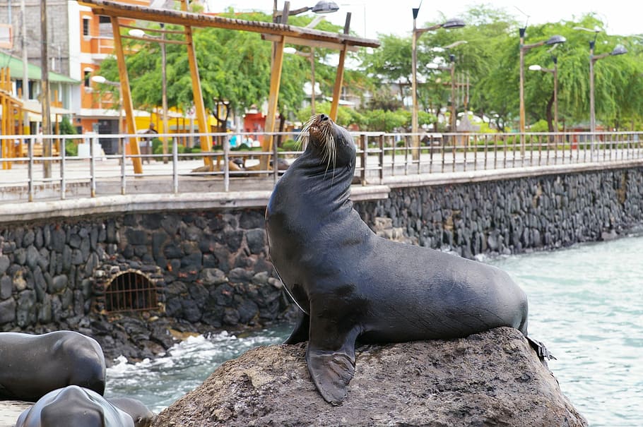 sea lion, galapagos island, waters, nature, sea, meeresbewohner, animal themes, animal, solid, rock