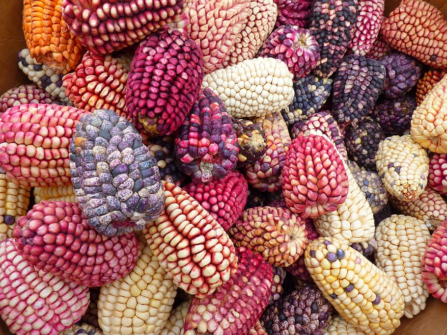 assorted-color corn lot, corn, colorful mais, maize varieties, cereals, food, agriculture, food and drink, healthy eating, wellbeing