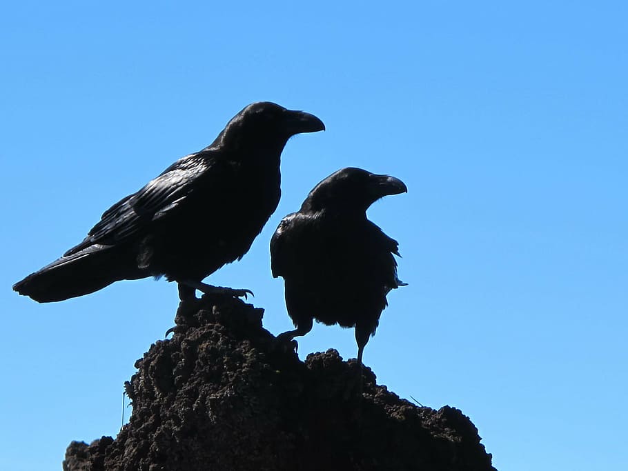 two, crows, top, black, stone fragment, daytime, birds, crow, bird, nature