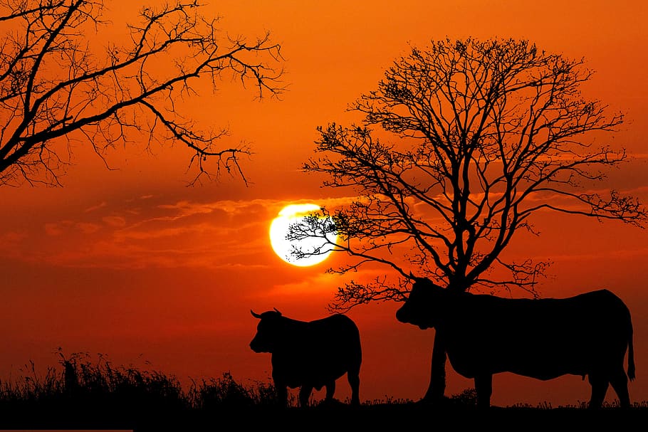 vacas, animais, paisagem, natureza, céu, gado, grama, campo, crepúsculo, silhueta