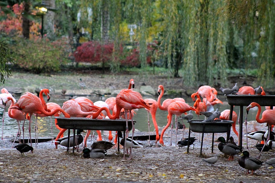 flamingos, pink, birds, pond, fauna, animals, nature, water, beak, colorful