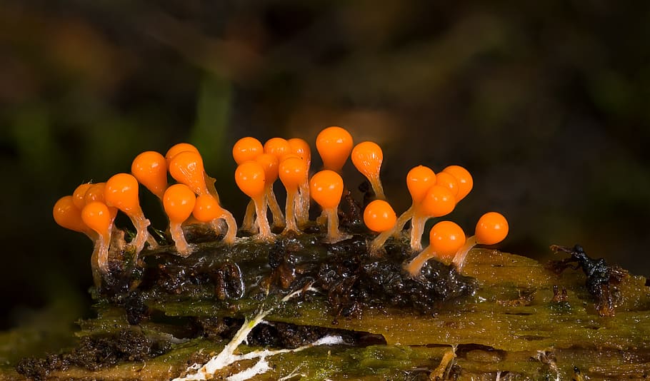 jamur lendir, trichia decipiens, amuba, organisme bersel tunggal, myxomycetes, fruktifikasi, warna oranye, tidak ada orang, jamur, merapatkan