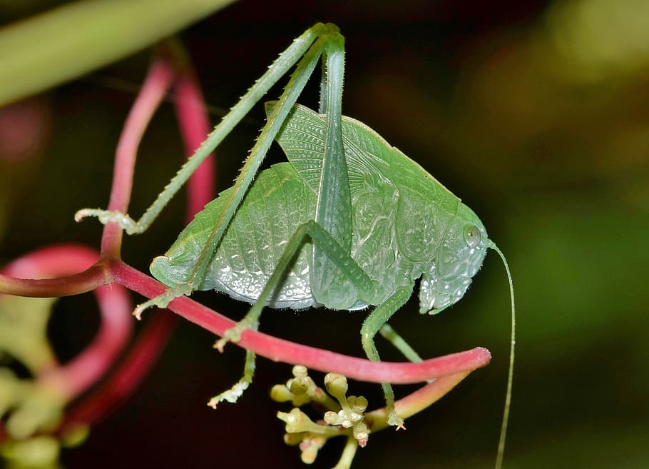 saltamontes, katydid, ninfa, ninfa katydid, camuflaje, verde, insecto, insecto volador, insecto alado, antenas