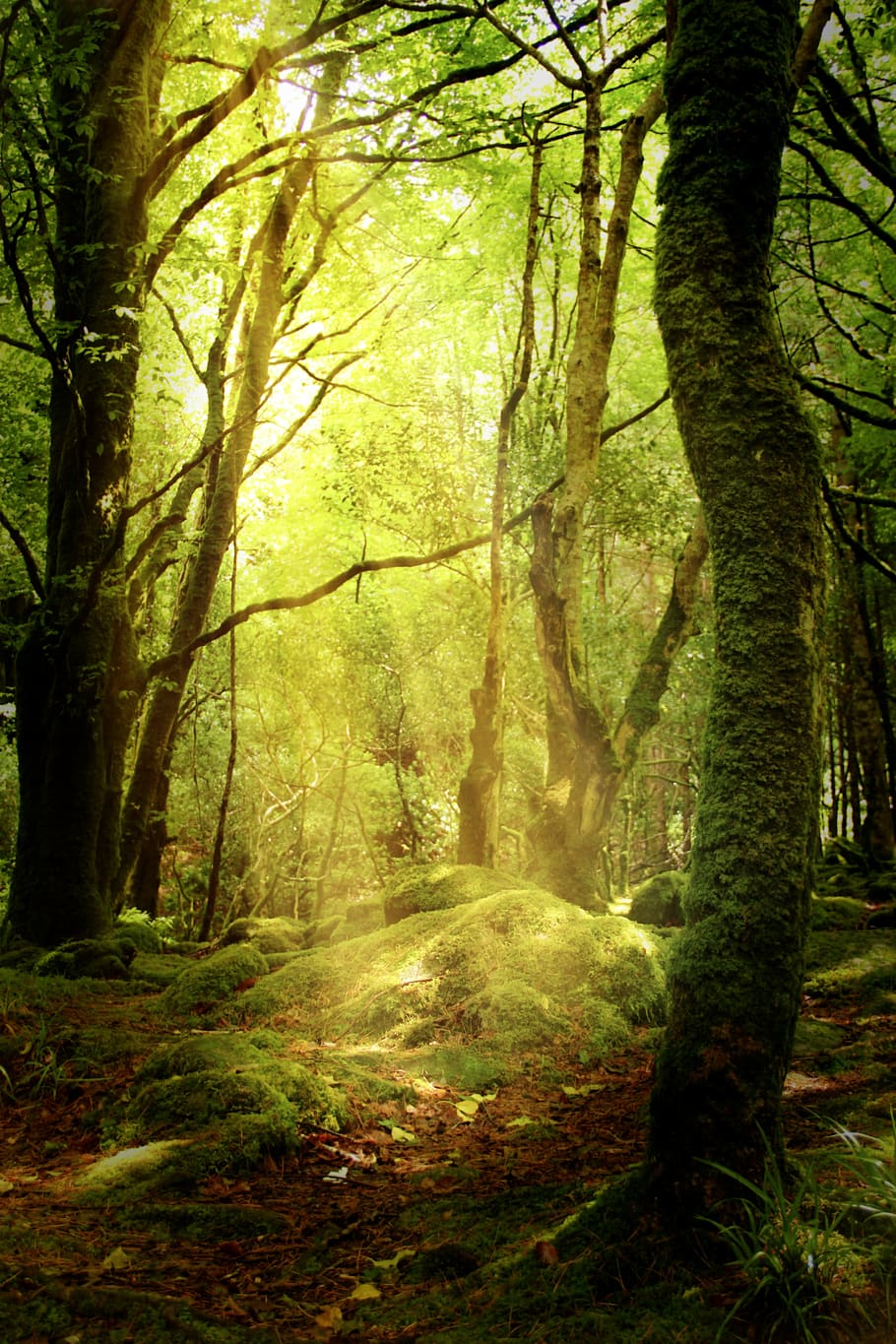 bosque, claro, otoño, musgo, suelo del bosque, árbol, planta, tierra, tronco de arbol, tronco