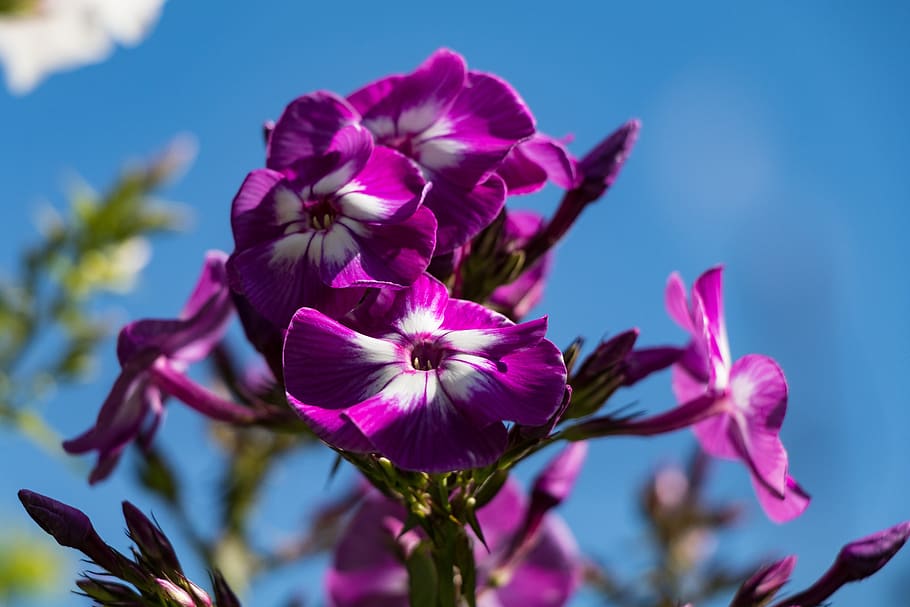 Flower Sky Petals Rural District Nature Summer Garden