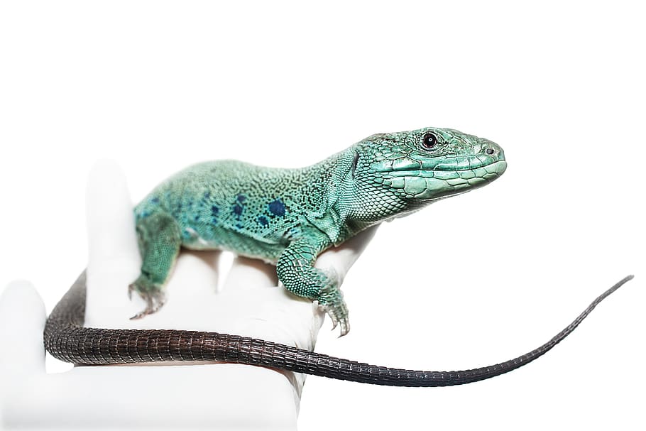 timon lepidus, lacerta, lizard, reptile, male, green, lizard pearl, blue, silhouette, white