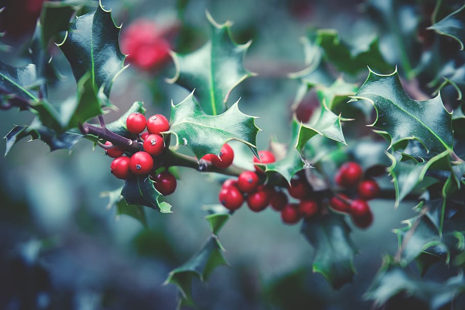 holly, selected, focus photography, plant, berry, berry red, bush, close, christmas, christmas plant