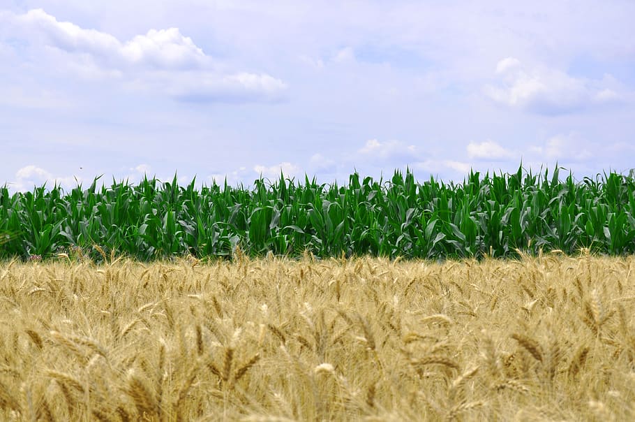 verde, plantas de milho, durante o dia, milho, trigo, comida, grão, agricultura, colheita, pão