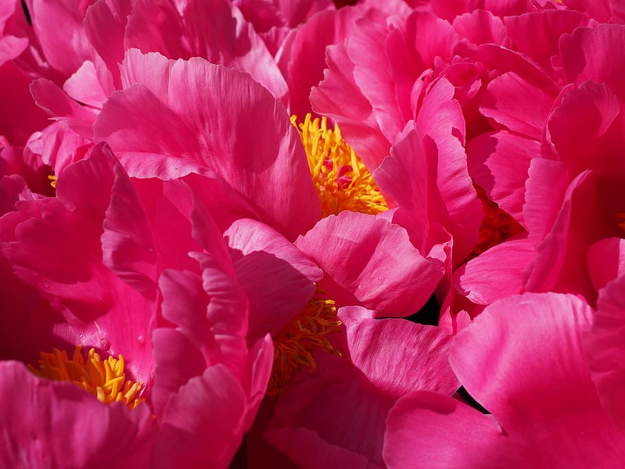 Peônia, Flor, Rosa, pétalas, colorida, cor, paeonia, flores de pentecostes, paeoniaceae, peônia de arbusto