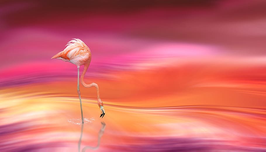 flamingo drinking water, digital, wallpapper, digital art, flamingo, blur, blurred type, blurred, bird, pink