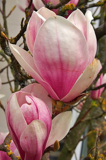 Fotos magnolia rosada libres de regalías | Pxfuel