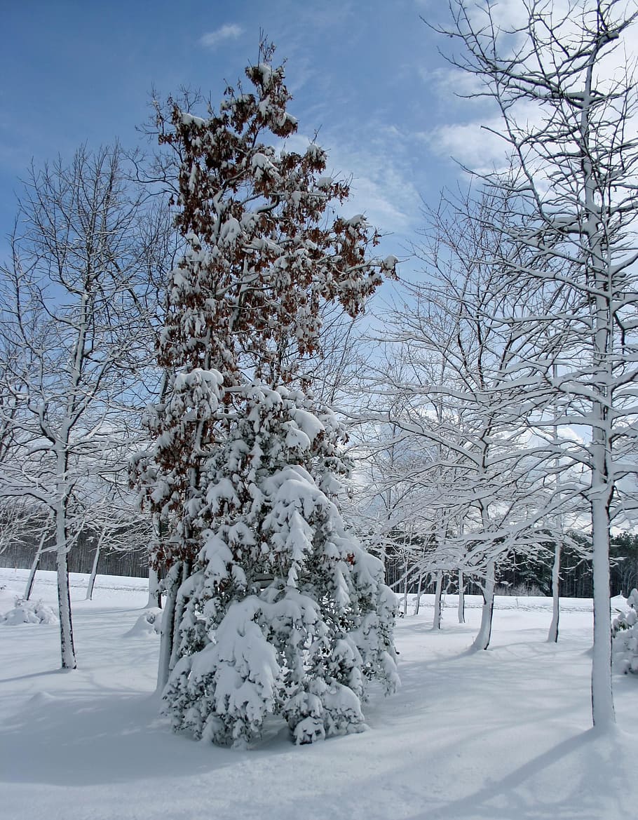 árbol, nieve, invierno, escena, frío, diciembre, escarcha, rama, copo de nieve, escarchado