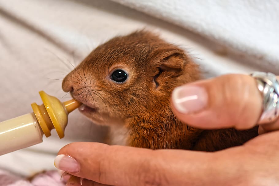 squirrel, young animal, foundling, beef up, saved, feed, feeding, small, young, cute
