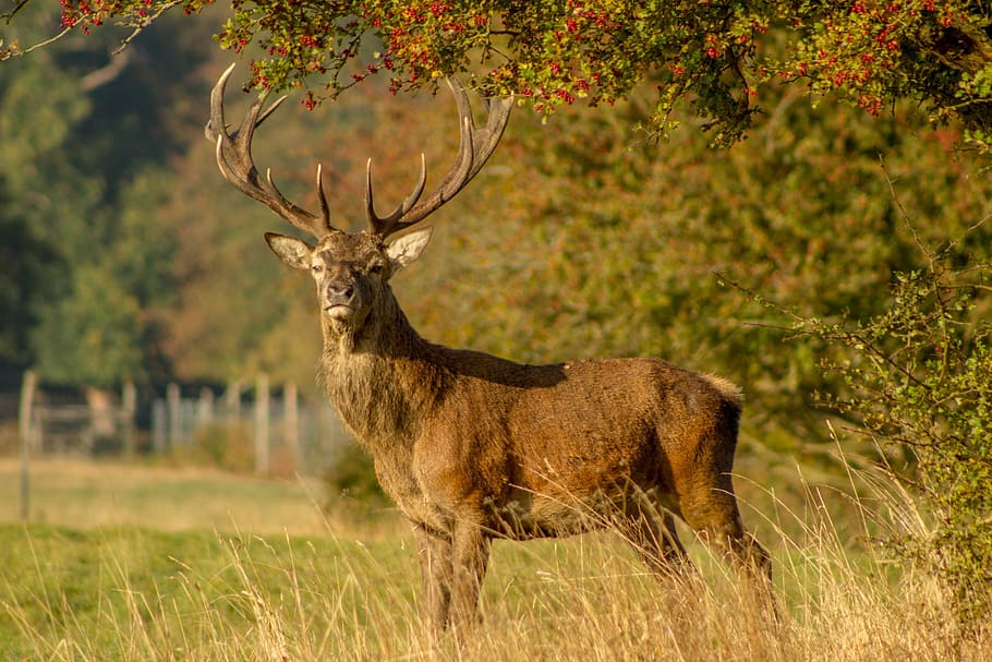 brown, deer, green, field, daytime, stag, mammal, male, hunting, animal