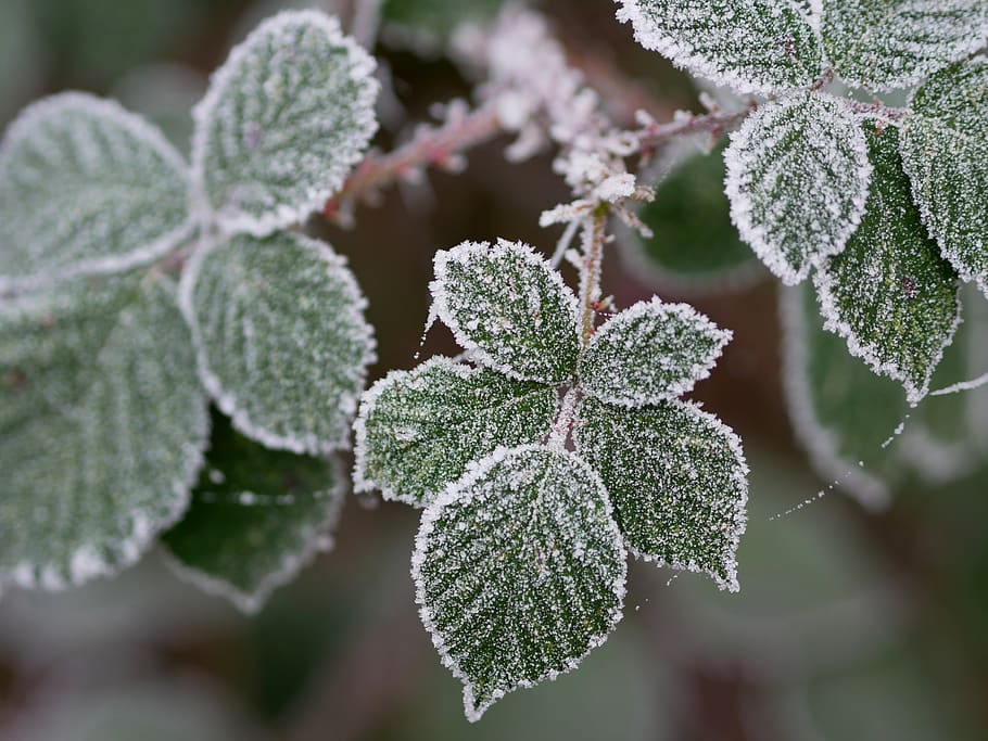 winter, hoarfrost, frost, frozen, cold, winter magic, eiskristalle, icy, close up, wintry