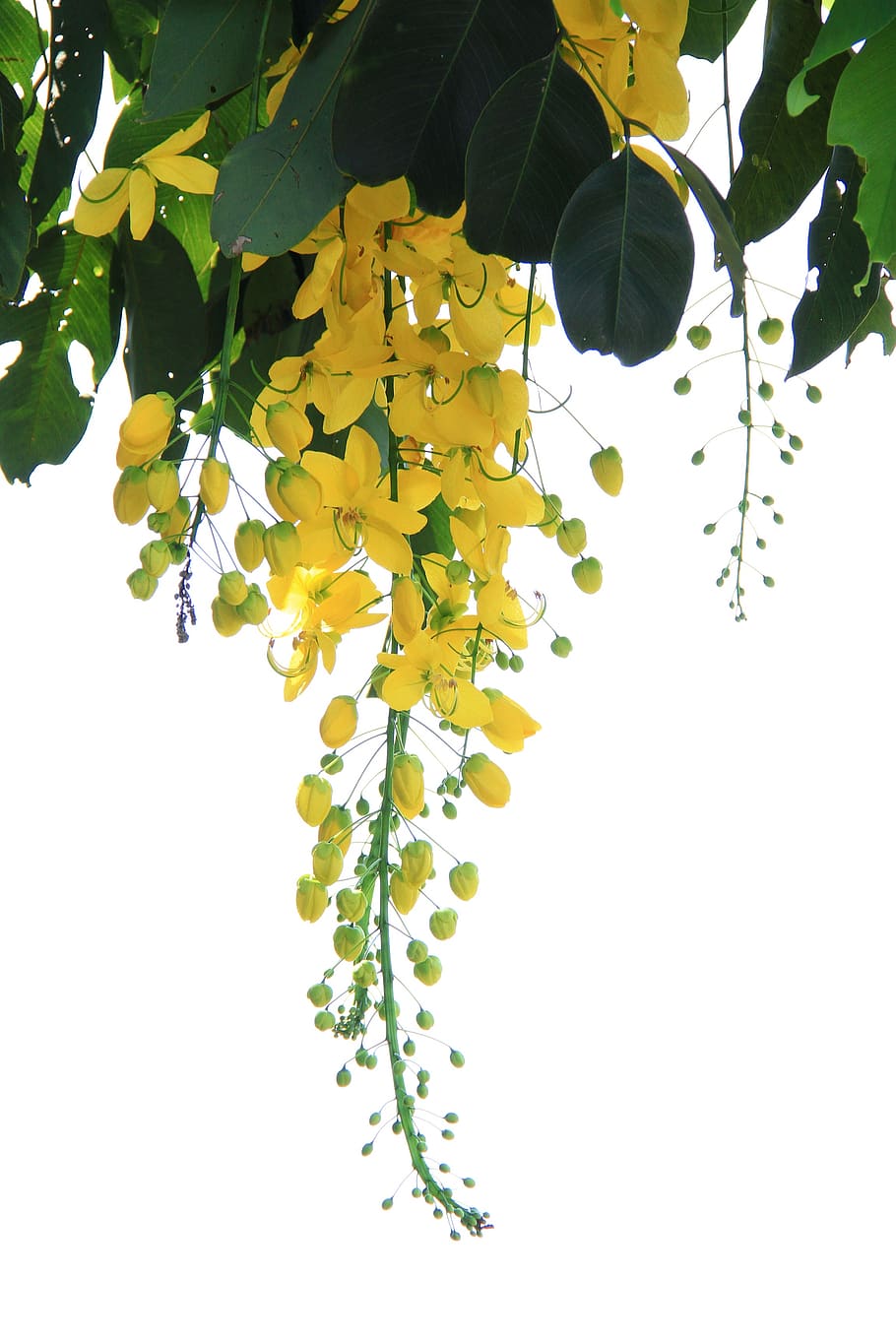 background, leaf, plant, nature, arbor le, gold pelting rain, string, vertical only, yellow, summer