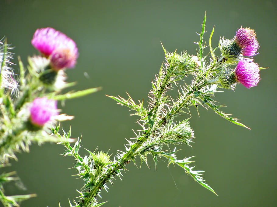 Thistle, Plant, Close-Up, Nature, blossom, colors, pink, green, flower, growth