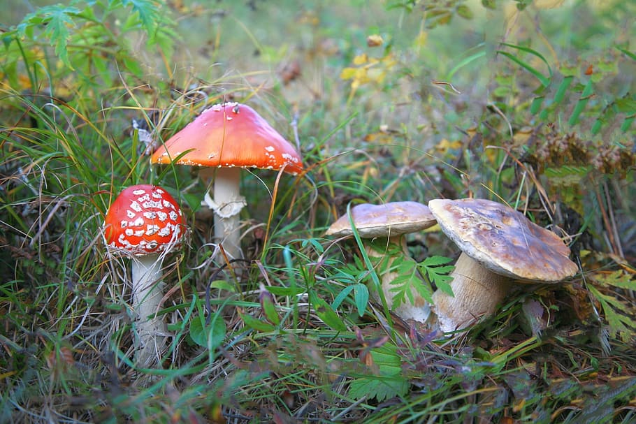 amanita, mushrooms, family, poisonous mushrooms, mycelium, birch forest, forest, nature, autumn, grebes