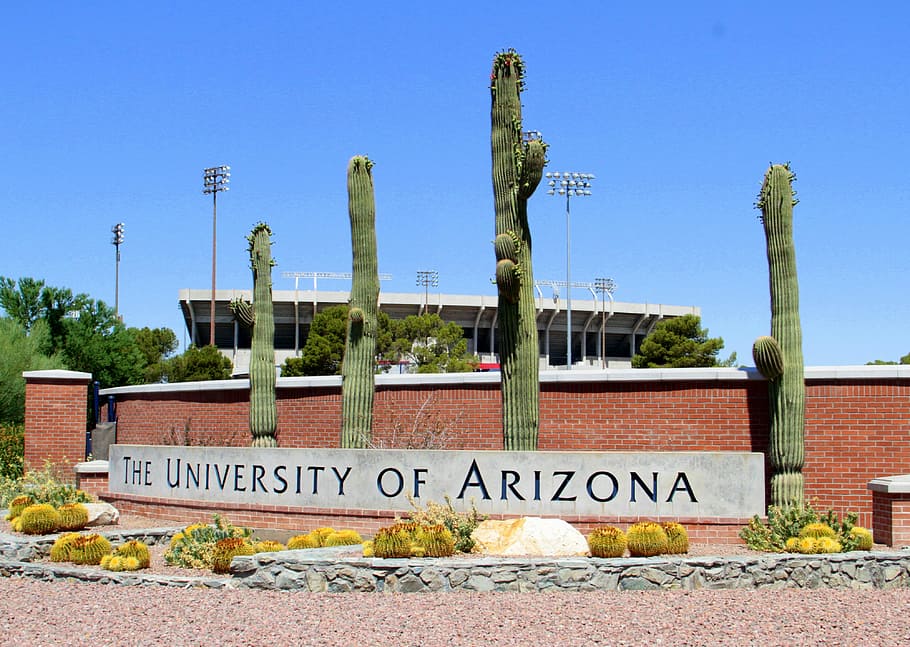university, arizona, tuscon, University of Arizona, Tuscon, Arizona, cactus, college, higher education, institution, public domain