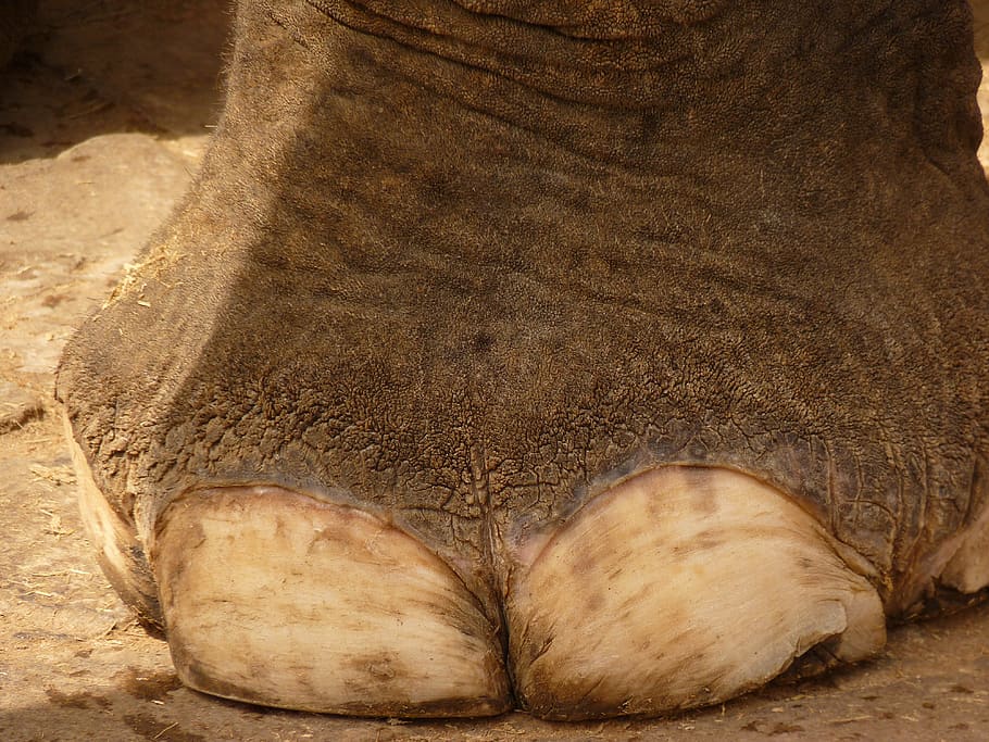 elefante, pé, dez, índia, parte do corpo humano, close-up, seção baixa, parte do corpo, uma pessoa, sapato