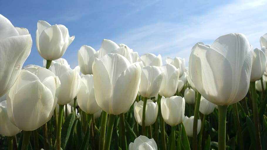 흰색 튤립 필드, 튤립, 전구, 봄, 네덜란드, 튤립 필드, 꽃, 식물, 네덜란드 풍경, 화이트