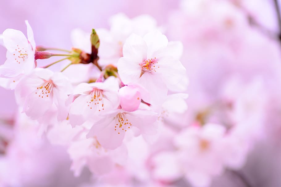 핑크 꽃, 식물, 봄, 꽃, 일본, 담홍색, 자연스러운, 체리, 꽃잎, 부드러움