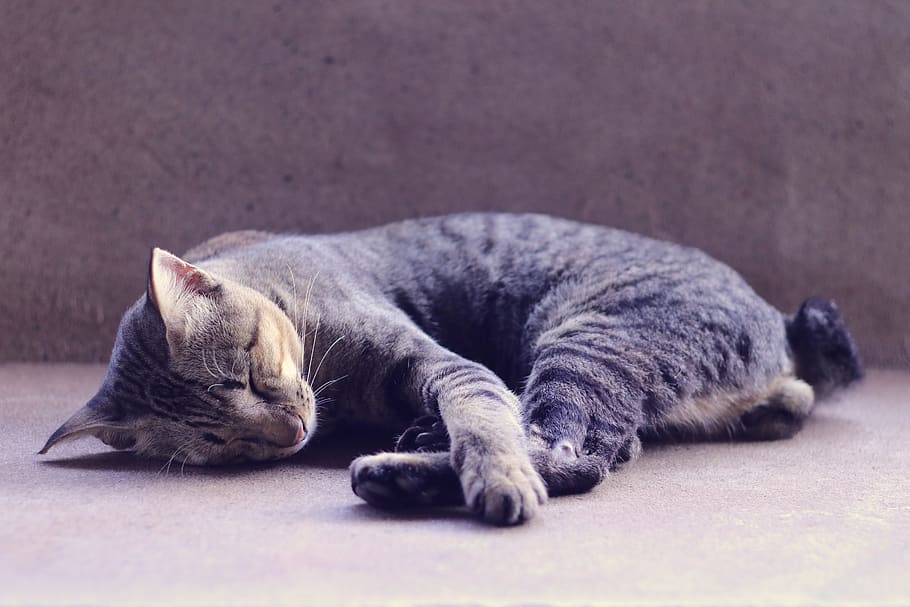 gato, durmiendo, animal, mascotas, siesta del gato, siesta, gris, gatito, lindo, adorable