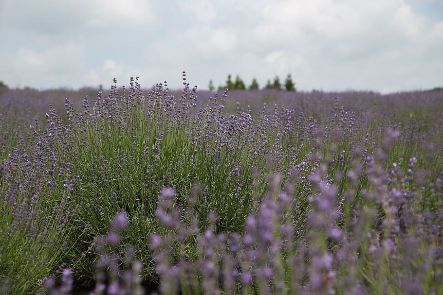 lavender, field, flowers, provence, nature, purple, hub, fragrance, garden, wildflower