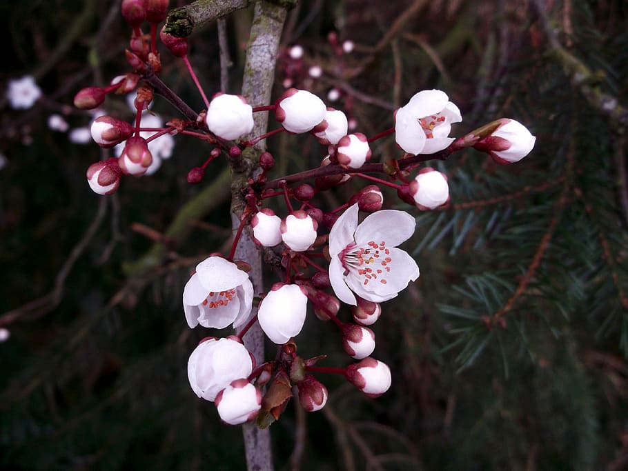 Japanese Cherry, Cherry Blossom, Pink, Spring, japanese cherry blossom, nature, tree, plant, winter, branch