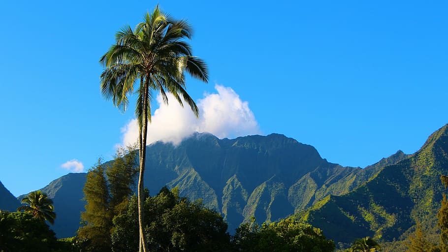 coconut tree, kauai, hawaii, hanalei, hanalei bay, napali, nature, mountain, sky, travel