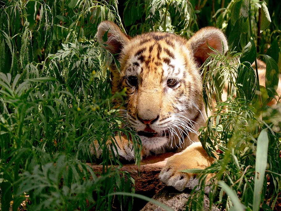 tiger, cub, hiding, concealed, hideout, leafy orange, stripes, wild, wild animal, wildlife