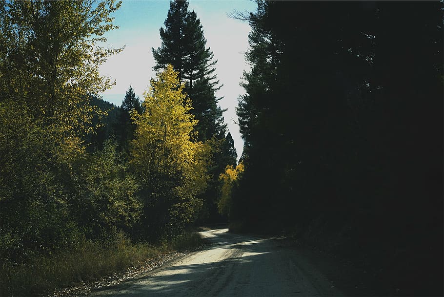 estrada, pinheiros, cercado, árvores, azul, branco, céu, rurais, sombras, árvore