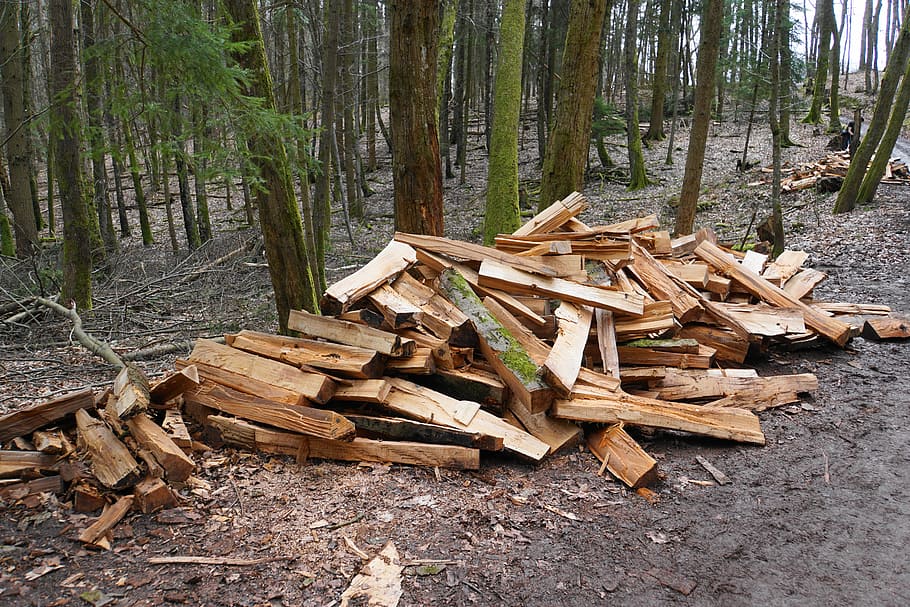 firewood, wood, growing stock, firewood stack, forest, wood in the forest, heat, split wood, energy, regenerative