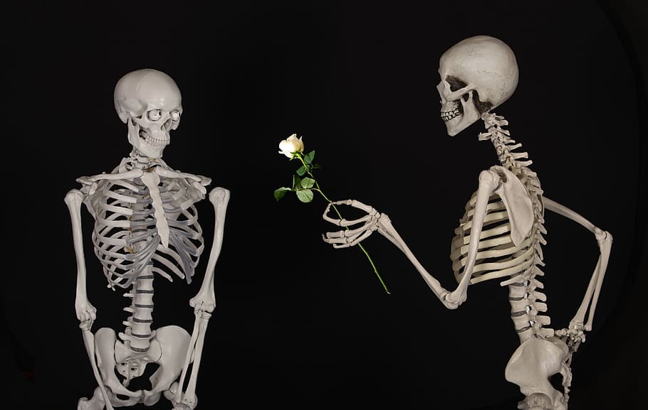kerangka, memberi, putih, mawar, bunga, selamat, persahabatan, cinta, tulang, kerangka manusia