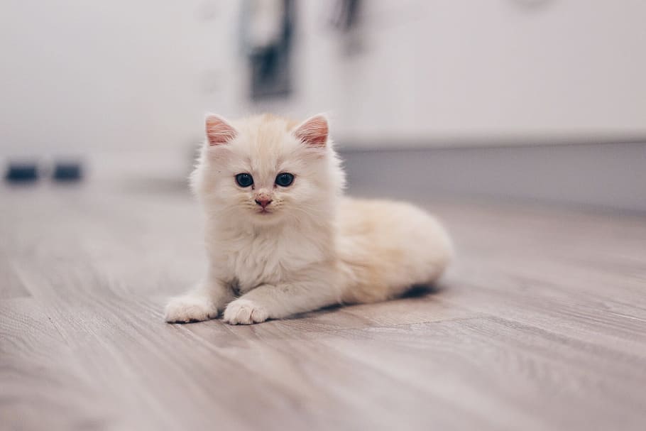 selective, focus photography, white, persian kitten, cat, kitten, cute, animal, kitty, feline