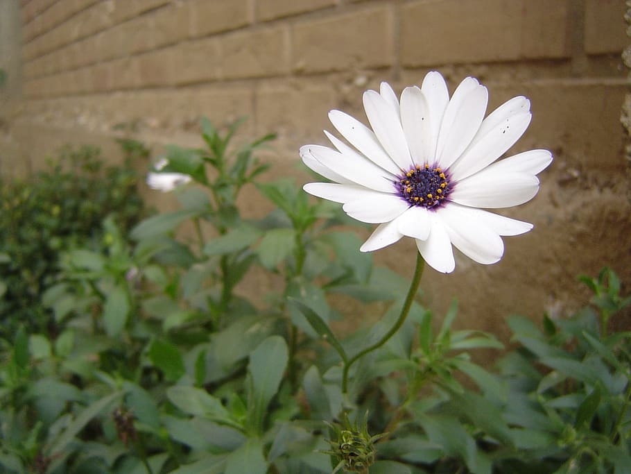 Daisy, Flower, Wall, Nature, flowers, white color, fragility, petal, plant, flowering plant