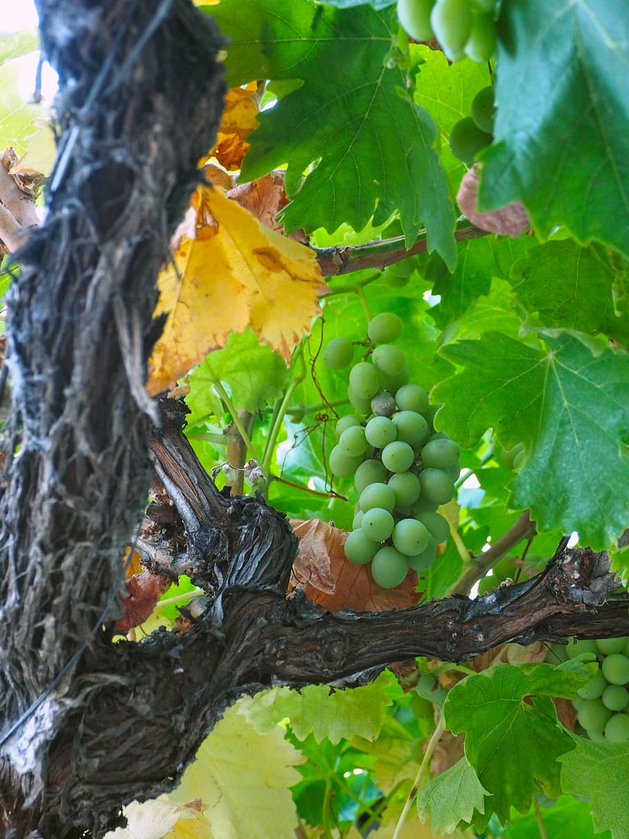 grape green, vine, vineyard, green leaves, grape, fruit, nature, agriculture, autumn, leaf