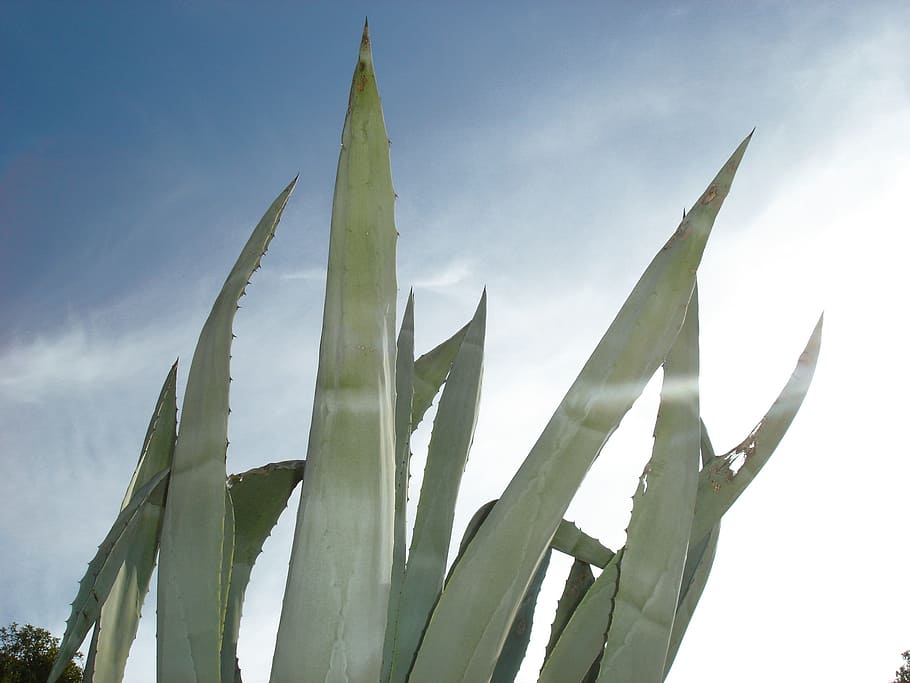agave, cactus, liliaceae, sting, pointed, portugal, growth, nature, sky, plant