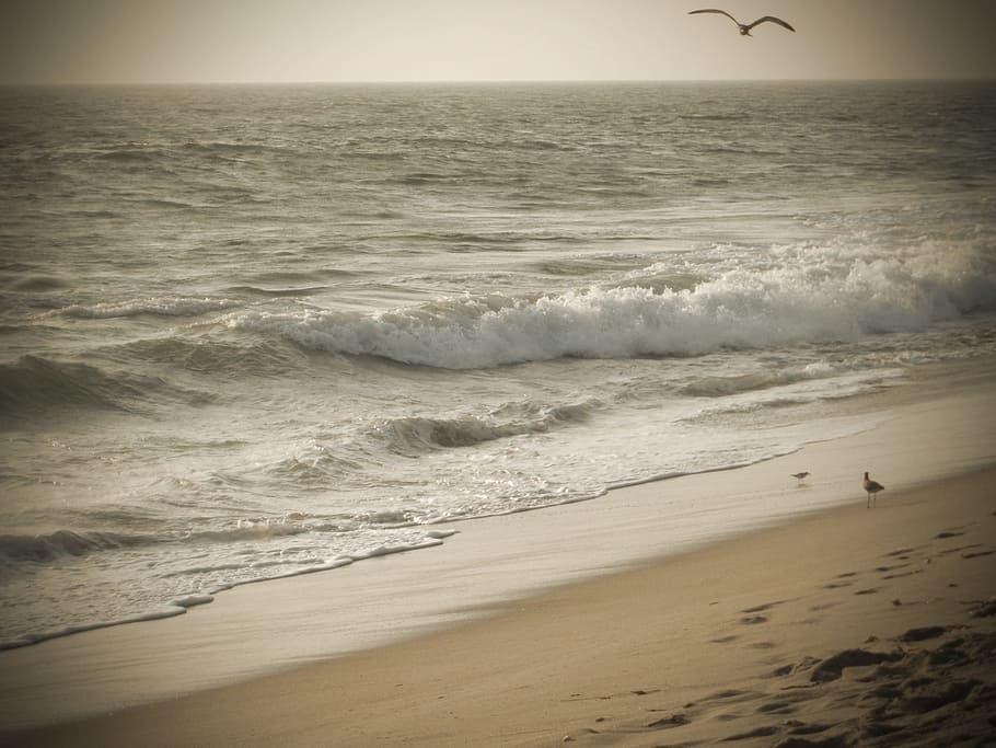Malibu, Praia, América, Califórnia, Mar, oceano, EUA, pássaro, gaivota, areia