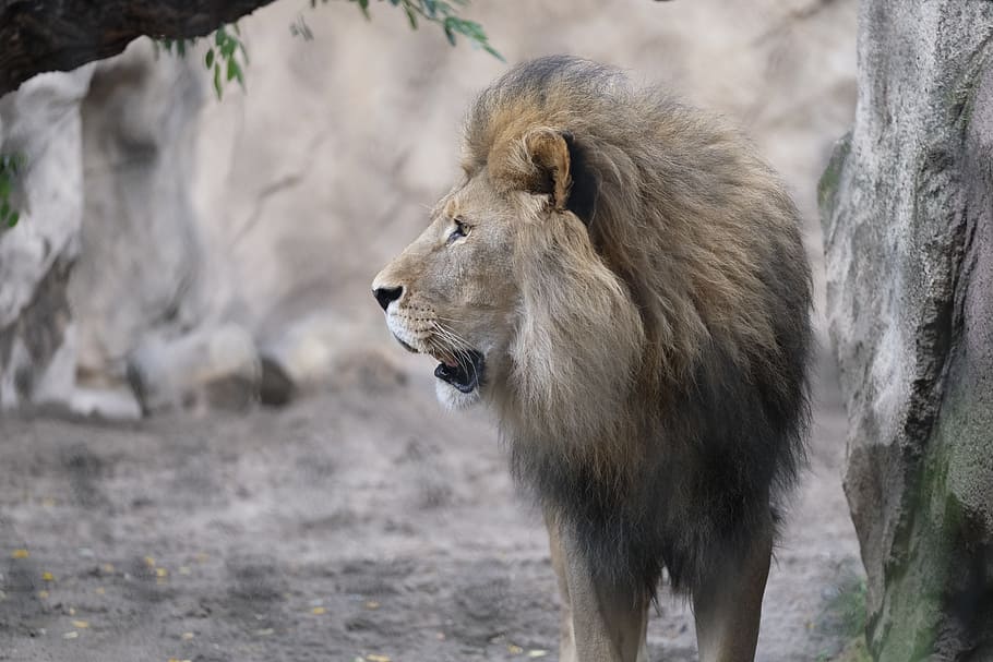 beige, lion, gray, wall, cat, roar, male, predator, animal, big cat