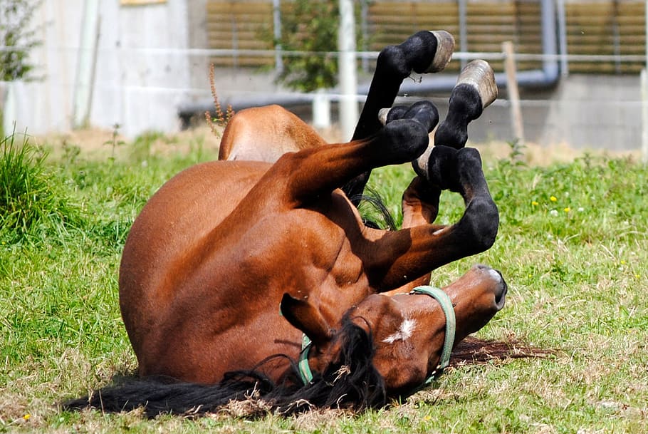 brown, horse, lying, grass, mare, animal, stallion, gallop, kicked out, four legged