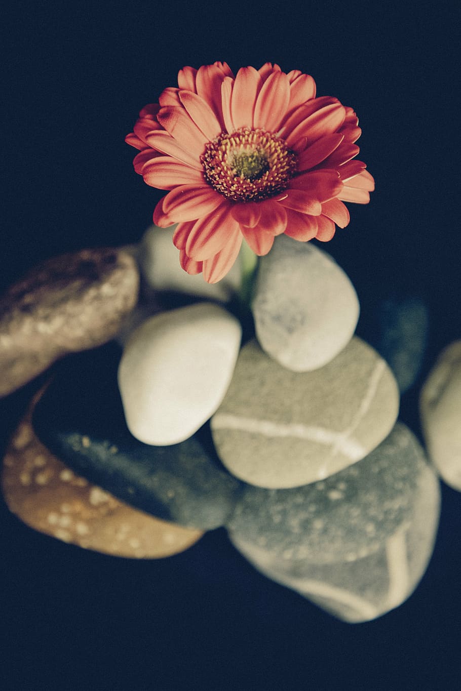 close-up photo, pink, gerbera daisy flower, yellow, daisy, flower, petal, stone, rock, dark