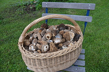 basket-mushroom-the-catch-morel-royalty-free-thumbnail.jpg