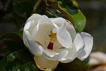 Fotos magnolia grandiflora libres de regalías | Pxfuel